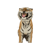 Amur Tiger Tongue Sticker by John Ball Zoo