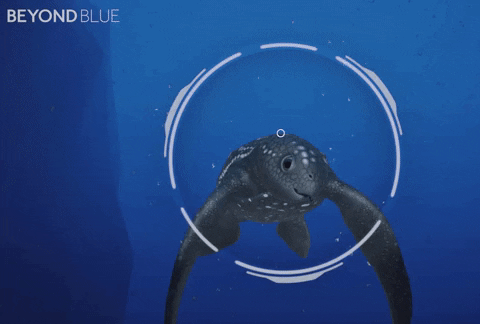 Leatherback Turtle GIF by Beyond Blue