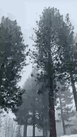 It's 'Sprinter' as Snow Falls in South Lake Tahoe