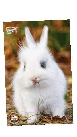 Ucf Sticker by Unsolved Case Files