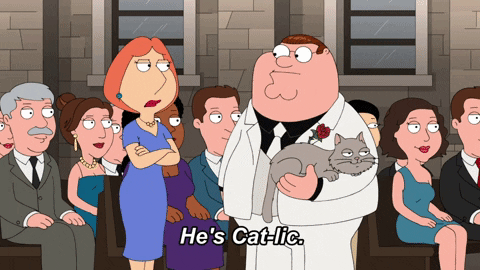 Cat GIF by Family Guy