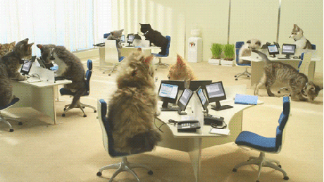 customer retention software - Customer Service Cat GIF