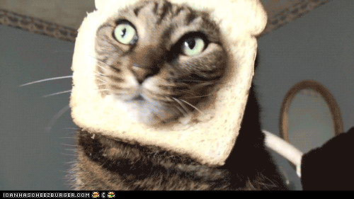 funny cat GIF
