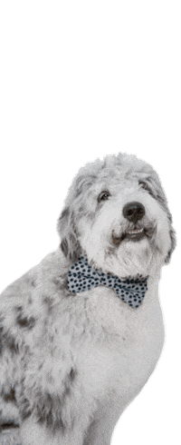 Dogs Doodle Sticker