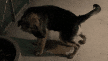 Scared German Shepherd GIF