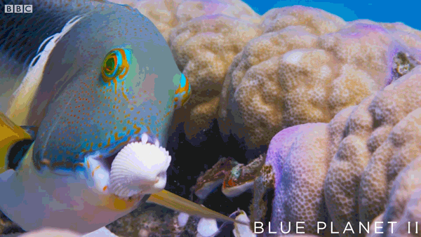 bbc one ocean GIF by BBC