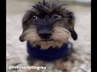 Dog Stare GIF