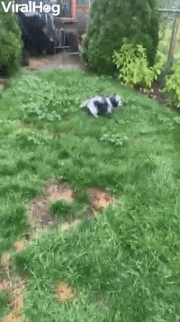 New Puppy Learns About Glass Doors GIF by ViralHog