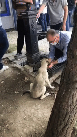 cuteanimalland giphyupload GIF