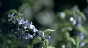 love story GIF by Taylor Swift