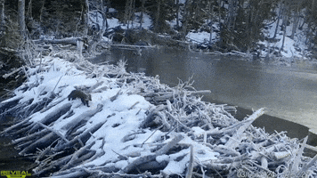 Elusive Newfoundland Pine Marten Captured in Trailcam Footage