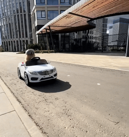 Dog Summer GIF