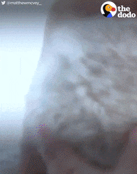 surprise puppy GIF by The Dodo