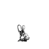 faunakids bunny rabbit fauna faunaie Sticker