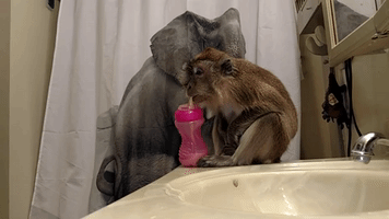 Pet Monkey Enjoys Pampering Fit for a Queen