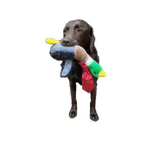 Dog Toy Labrador Sticker by Brodifur