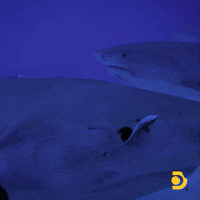 Tiger Sharks Baby Shark GIF by Shark Week