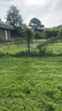 Blue Heeler Pup Can't See Fences