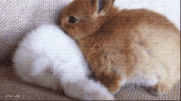 bunny rabbit GIF