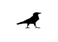 Crow Sticker