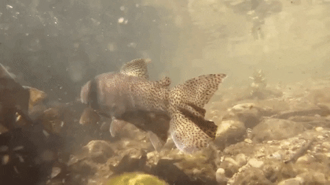 utahdwr giphygifmaker GIF