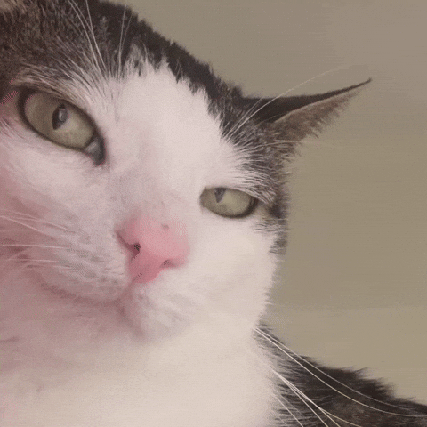 Cat Smirk GIF