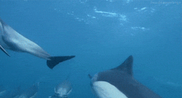 common dolphin GIF by Head Like an Orange