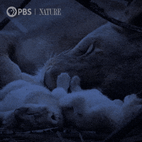 Baby Animal Family GIF by Nature on PBS