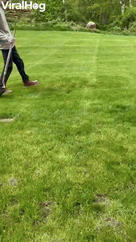Lawn Zit