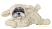 shih tzu dog Sticker by MISO PUP