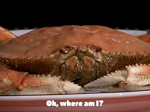 season 4 GIF by SpongeBob SquarePants