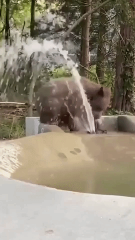 Rescued Bear Stays Cool