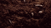 Dirt GIF by Chappell Roan