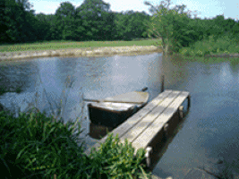 pond GIF