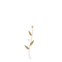 beauty flower Sticker by Aleksandra Konakova