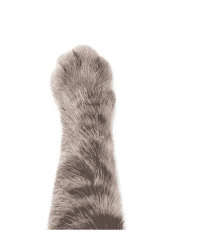 Cat Slap Sticker