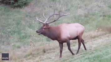 Bull Elk Bugle Sounds Fill the Air Amid Rutting Season in Saskatchewan