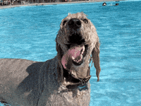 Water Dogs GIF by City of Wilmington, NC