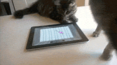 cat tablet GIF