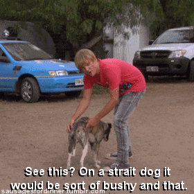 chris lilley dogs GIF