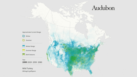 Wild Turkey GIF by audubon