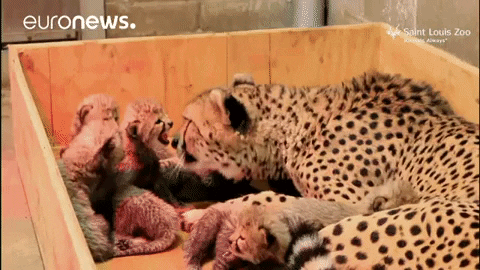zoo cheetah GIF by euronews