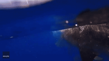 Diver Swims Among Tiger Sharks
