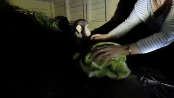 Chimp Who Was Once Scared of Being Touched Now Loves Hugs From Best Friend