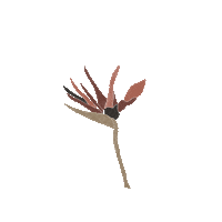 Ramadan Kami Sticker by Debellin Premium Cookware