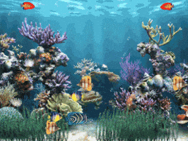 MegaWholesalerInc giphyupload sea apparel fishes GIF