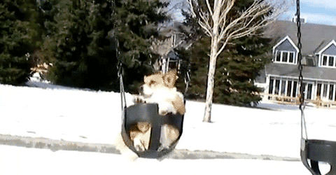corgi GIF