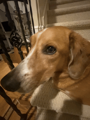 abhinavprakash1497 dog sniff snout sniffsniff GIF