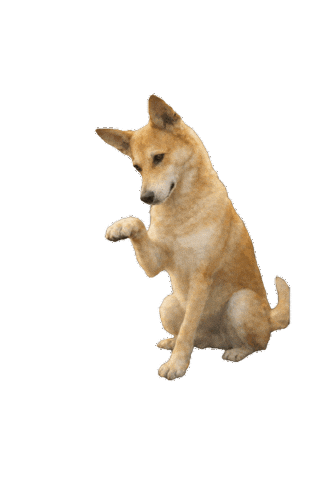 mimmilofstrand dog nature sweet point Sticker
