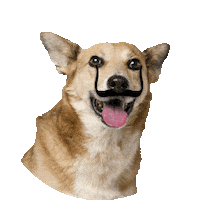 Dogs Puppy Sticker by Multimóveis